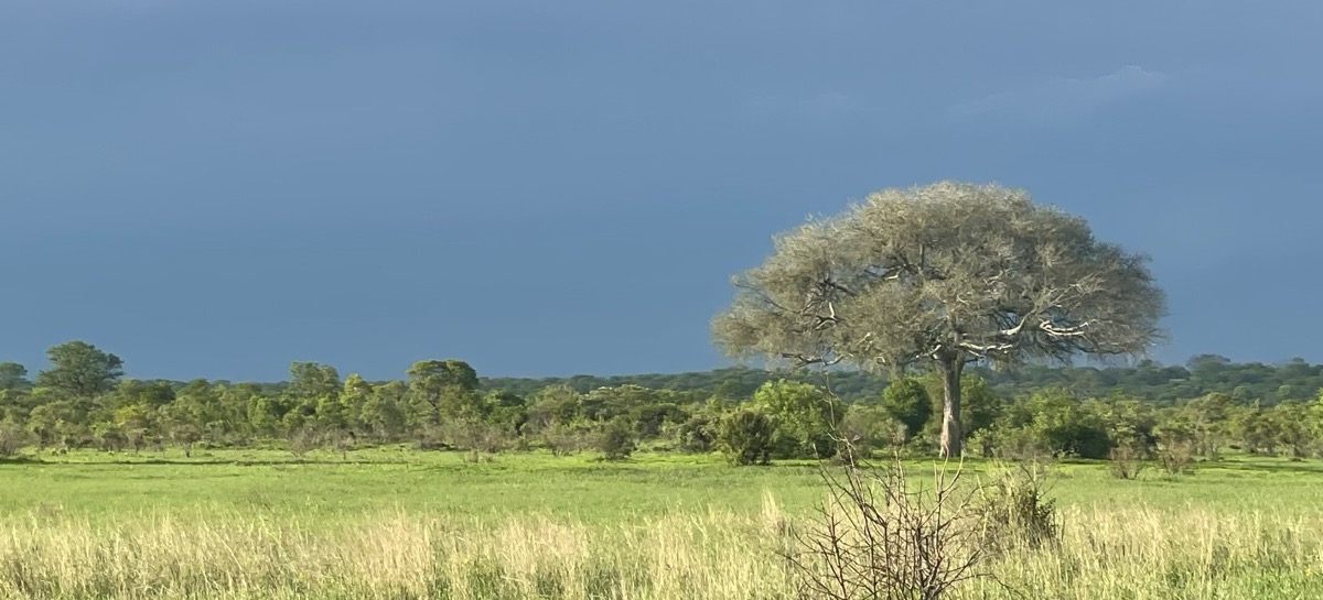 Dense recovered grassland.
