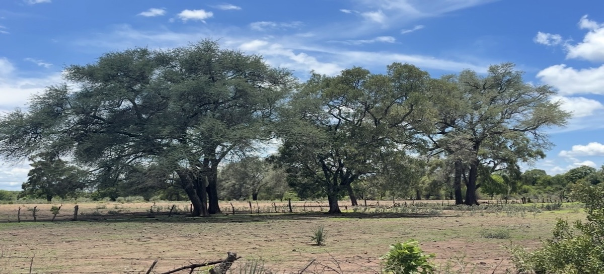 Bare, capped soil with sparse tufts.